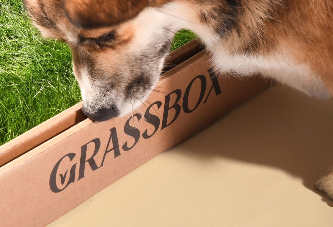Dog inspecting GrassBox natural grass potty patch, available across Ontario.
