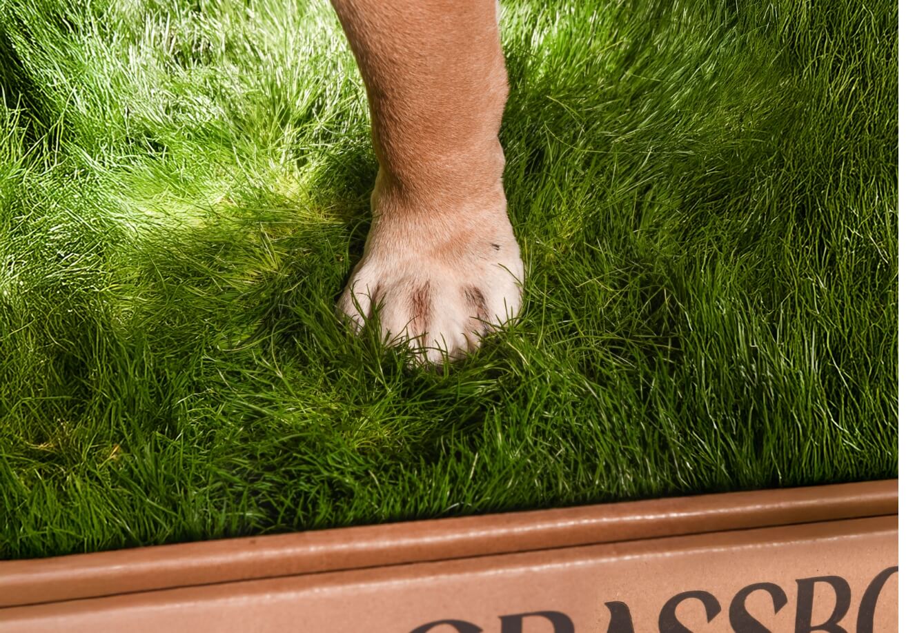 Lush green real grass used for GrassBox dog potty patches shipped across Ontario.