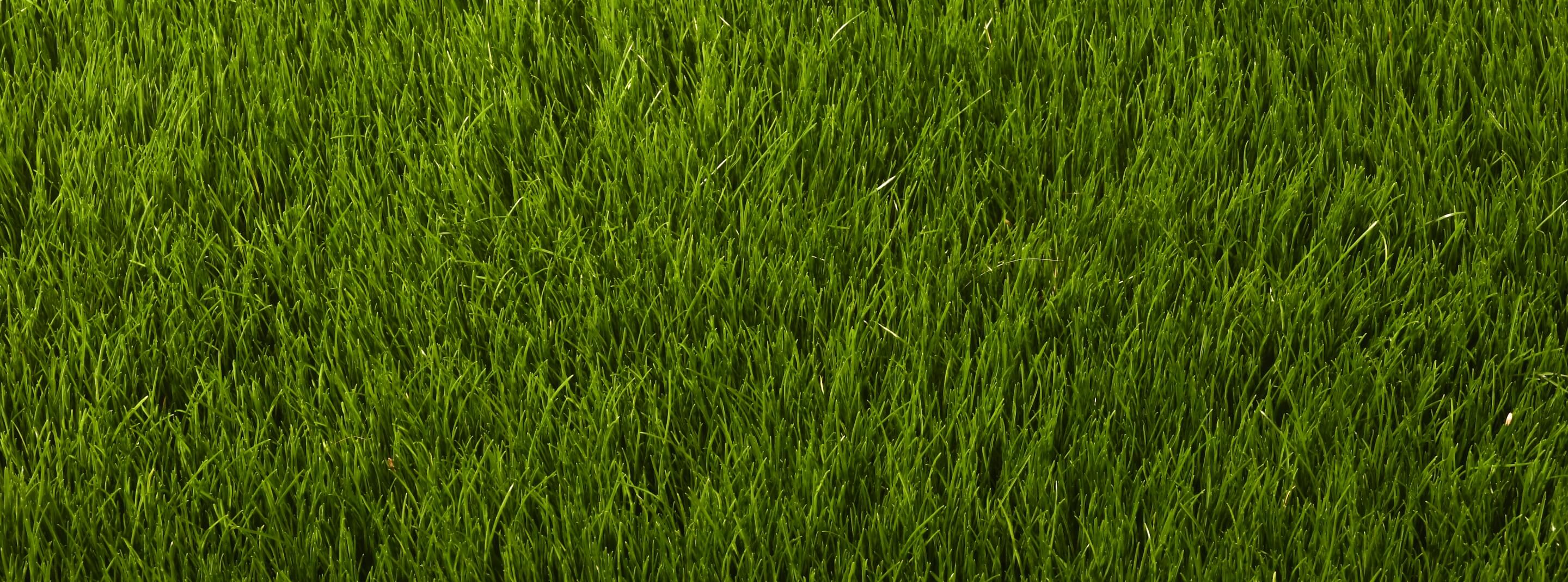 “Close-up of natural grass dog potty patch, eco-friendly alternative to pee pads in Canada.”