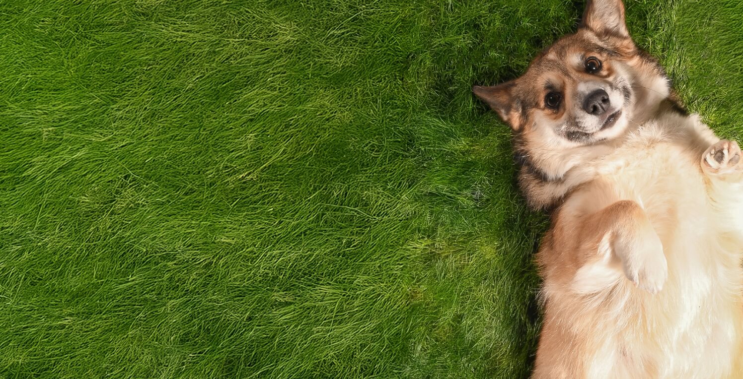 “Dog relaxing on natural GrassBox dog potty pooch patch, delivered fresh to Toronto apartments and condos.”