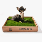 Small puppy learning potty training on GrassBox real grass subscription patch indoors.