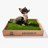 Small puppy learning potty training on GrassBox real grass subscription patch indoors.