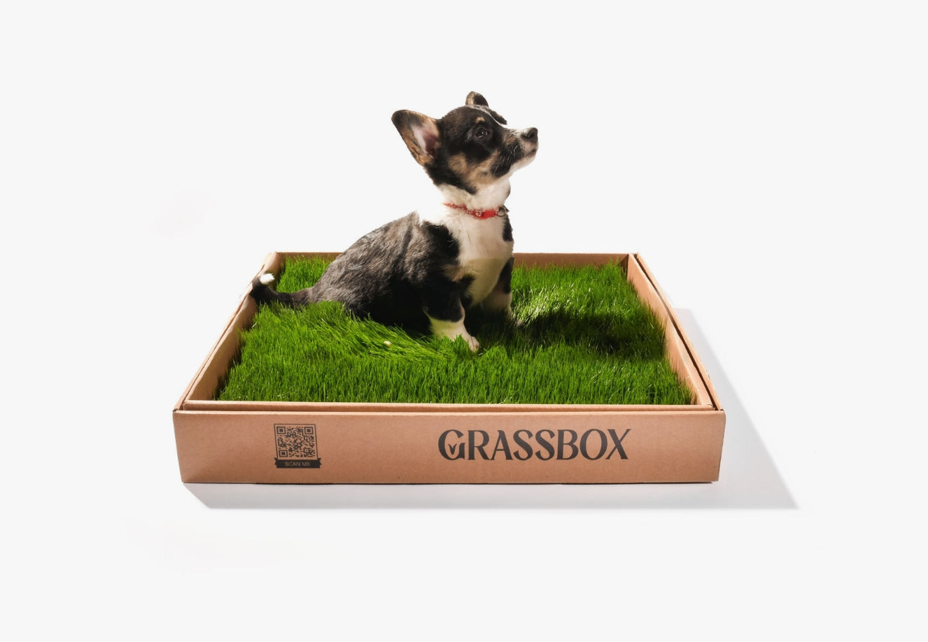 Small puppy learning potty training on GrassBox real grass subscription patch indoors.