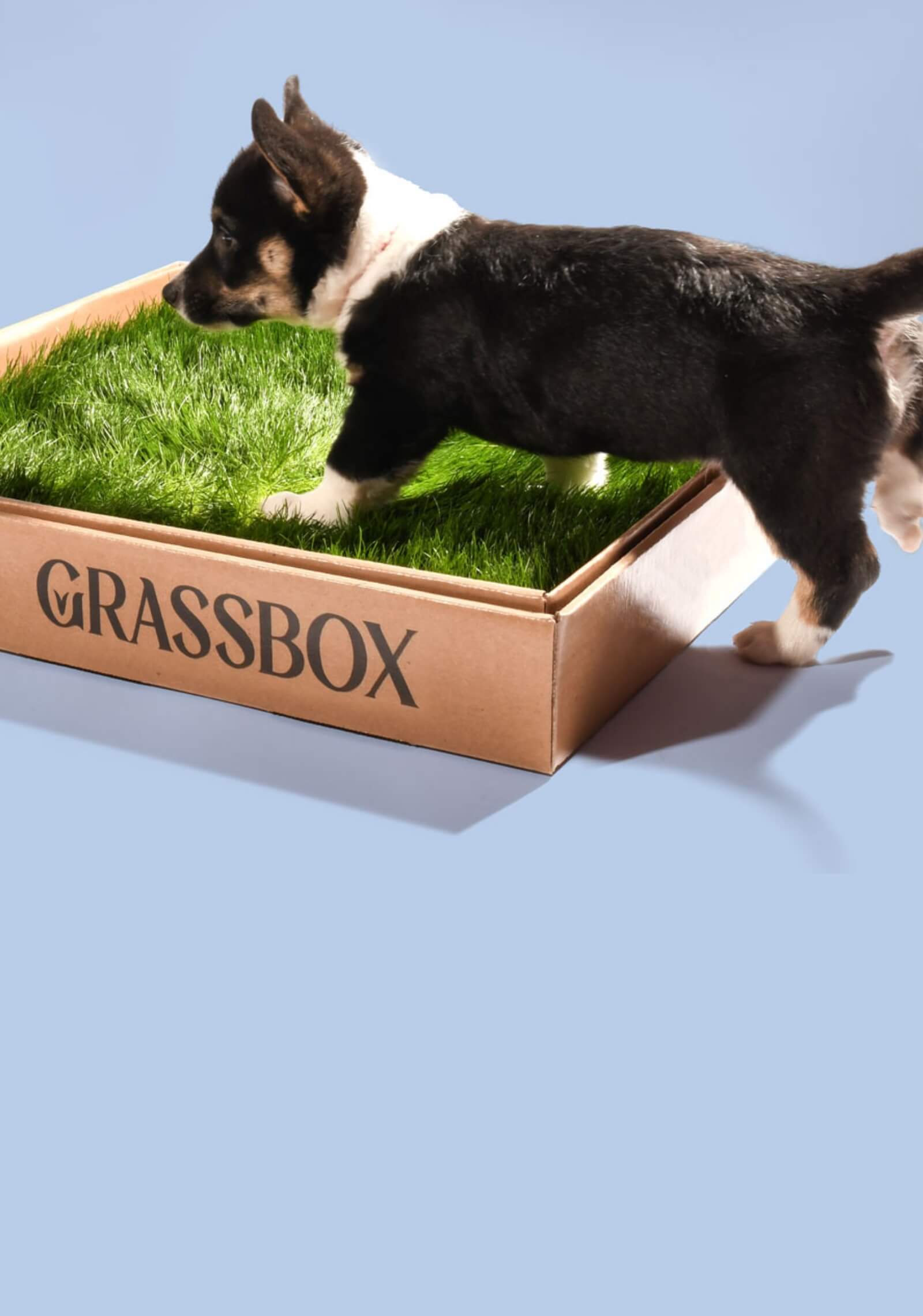 Real grass potty patch for dogs and puppies, perfect for indoor potty training.
