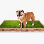 Bulldog standing on GrassBox real grass dog potty patch subscription box for indoor and balcony use in Ontario.