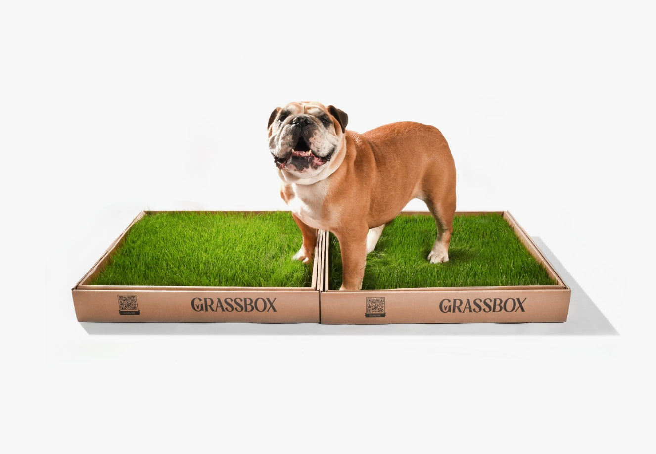 Bulldog standing on GrassBox real grass dog potty patch subscription box for indoor and balcony use in Ontario.