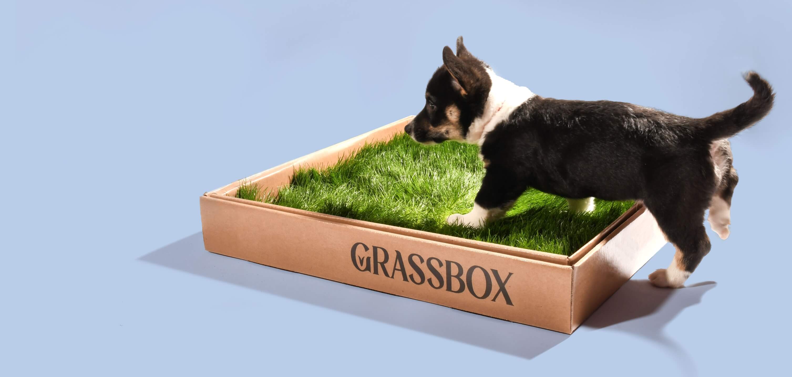 Natural dog potty grass subscription for puppy training, delivered fresh across Ontario.